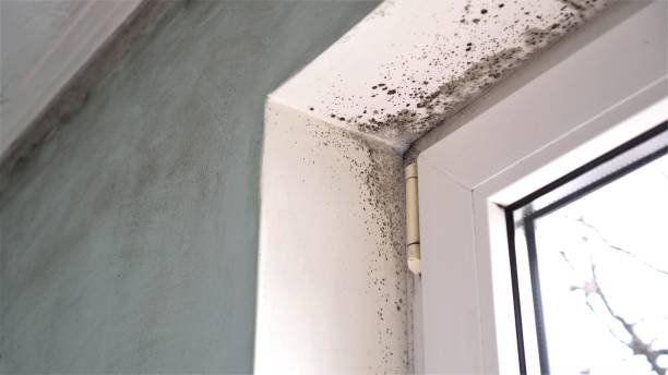 Best Home Mold Removal  in Frontenac, KS