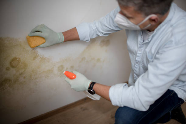 Best Certified Mold Removal  in Frontenac, KS