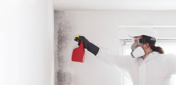 Best Home Mold Removal  in Frontenac, KS