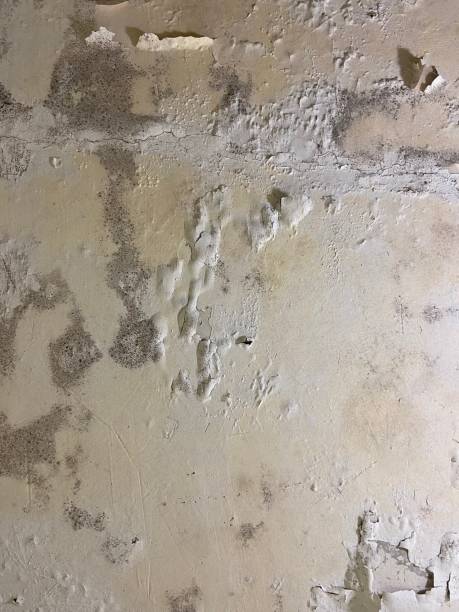 Best Fast Mold Removal  in Frontenac, KS