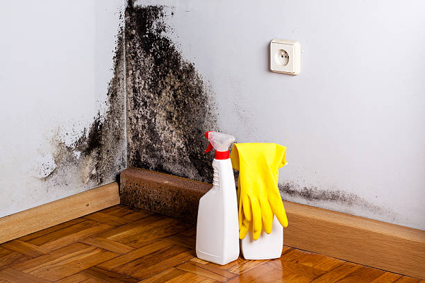 Best Mold Damage Repair  in Frontenac, KS